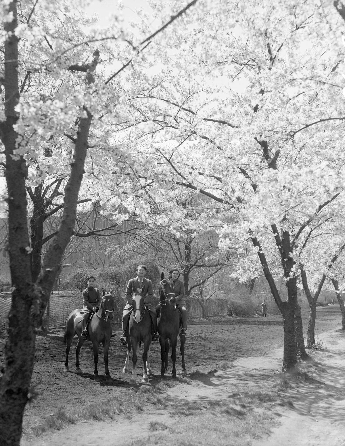 People Riding Horses Through Park