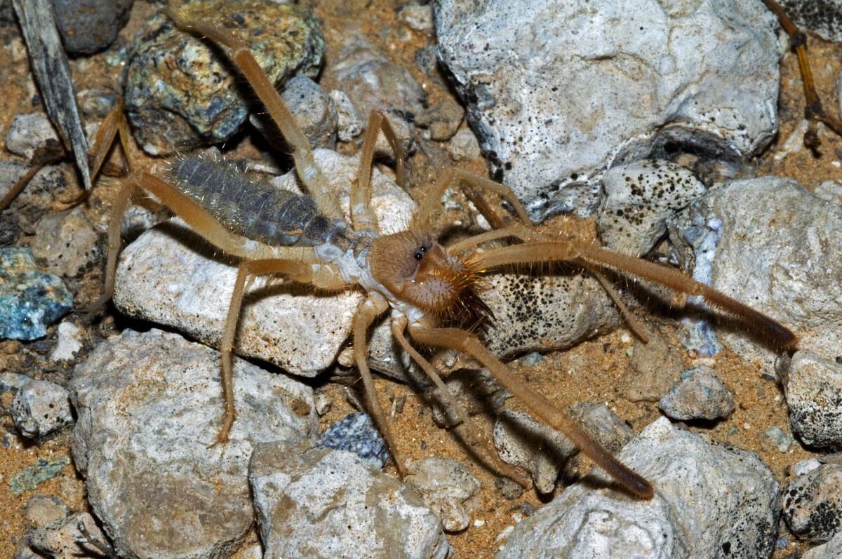 Solifugid / sun spider / wind scorpion (Eremochelis bilobatus) foraging in desert