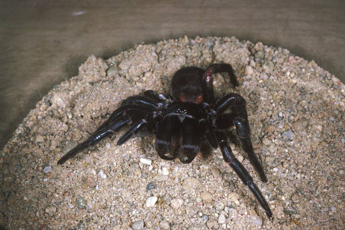 Sydney funnel web spider, Atrax robustus