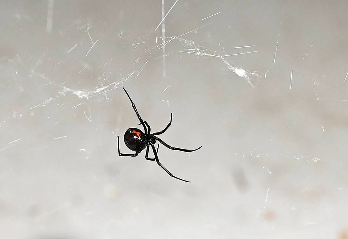US-NEWS-CALIF-BUGS-WINTER-MO