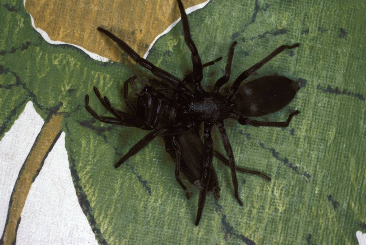 White-tailed spider, Lampona cylindrata