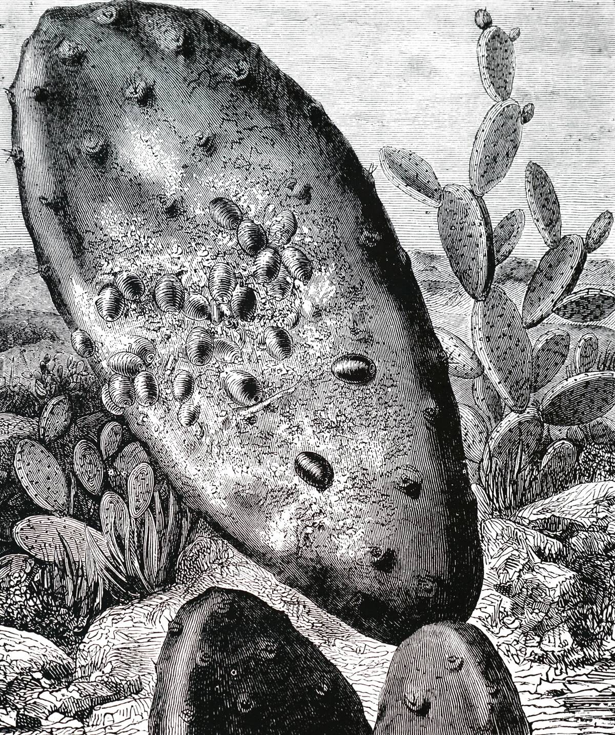 Cochineal Beetles.
