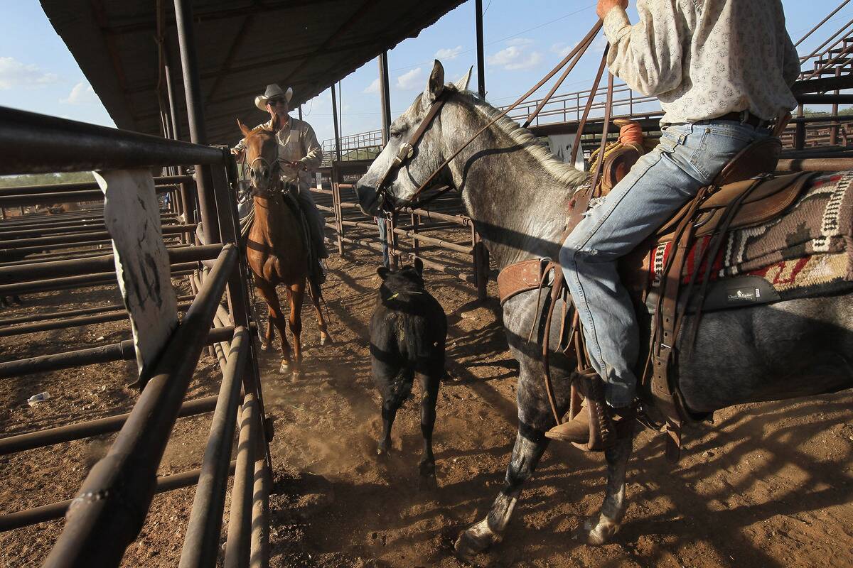 Farmers, Ranchers Struggle As Texas Endures Historic Drought
