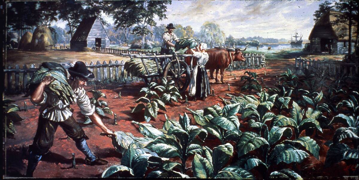 Harvesting Tobacco In Early Virginia