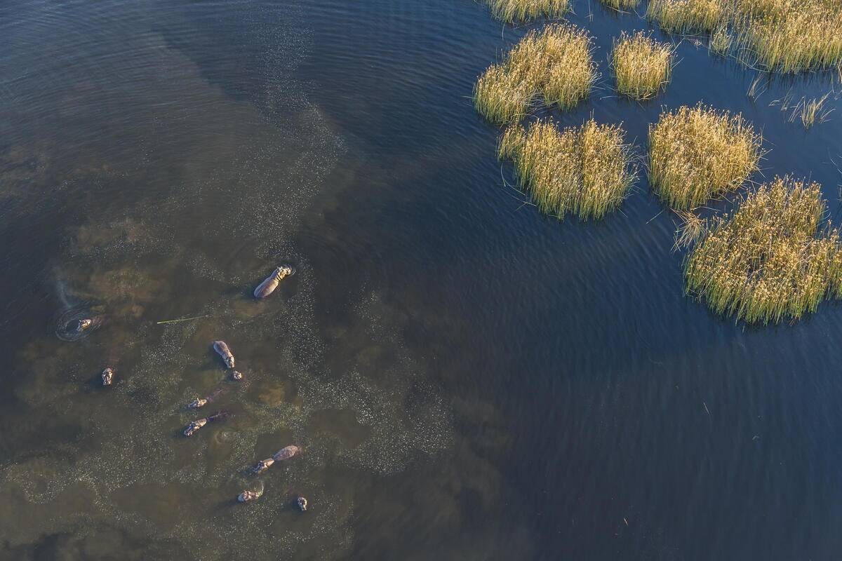 Hippopotami in water. Okavango Delta. Botswana