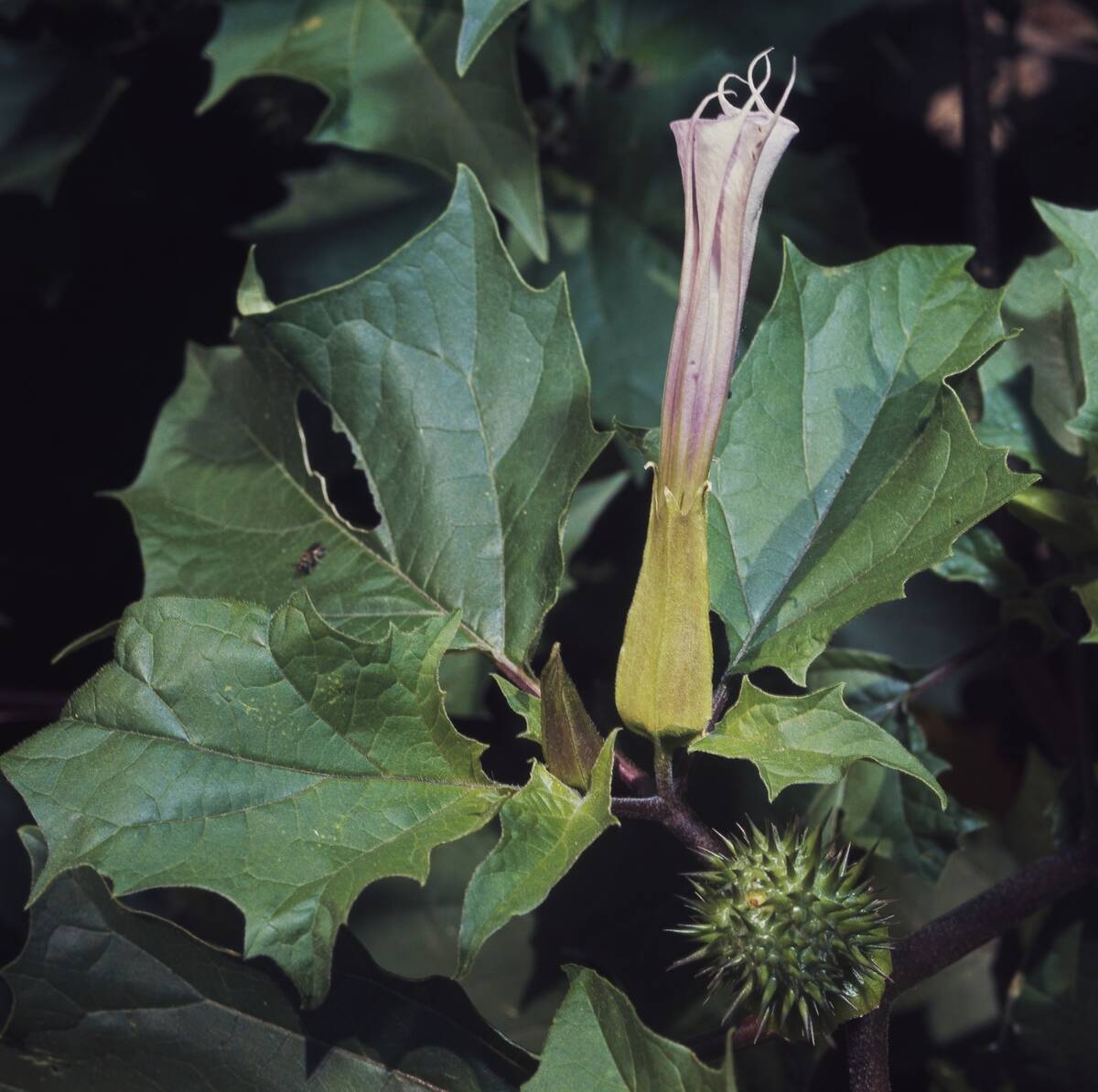 Jimson Weed or Datura flower and seedpod...