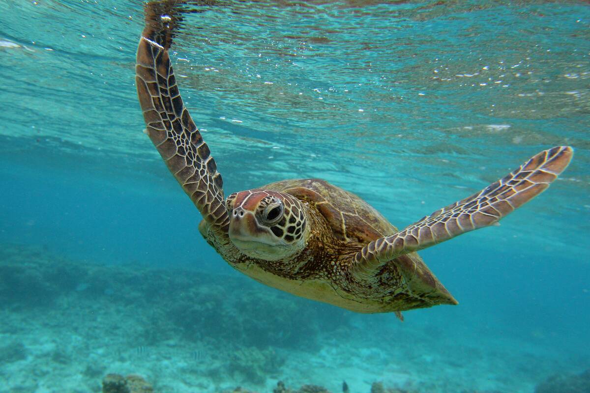Scenes Of Lady Elliot Barrier Reef Eco Island