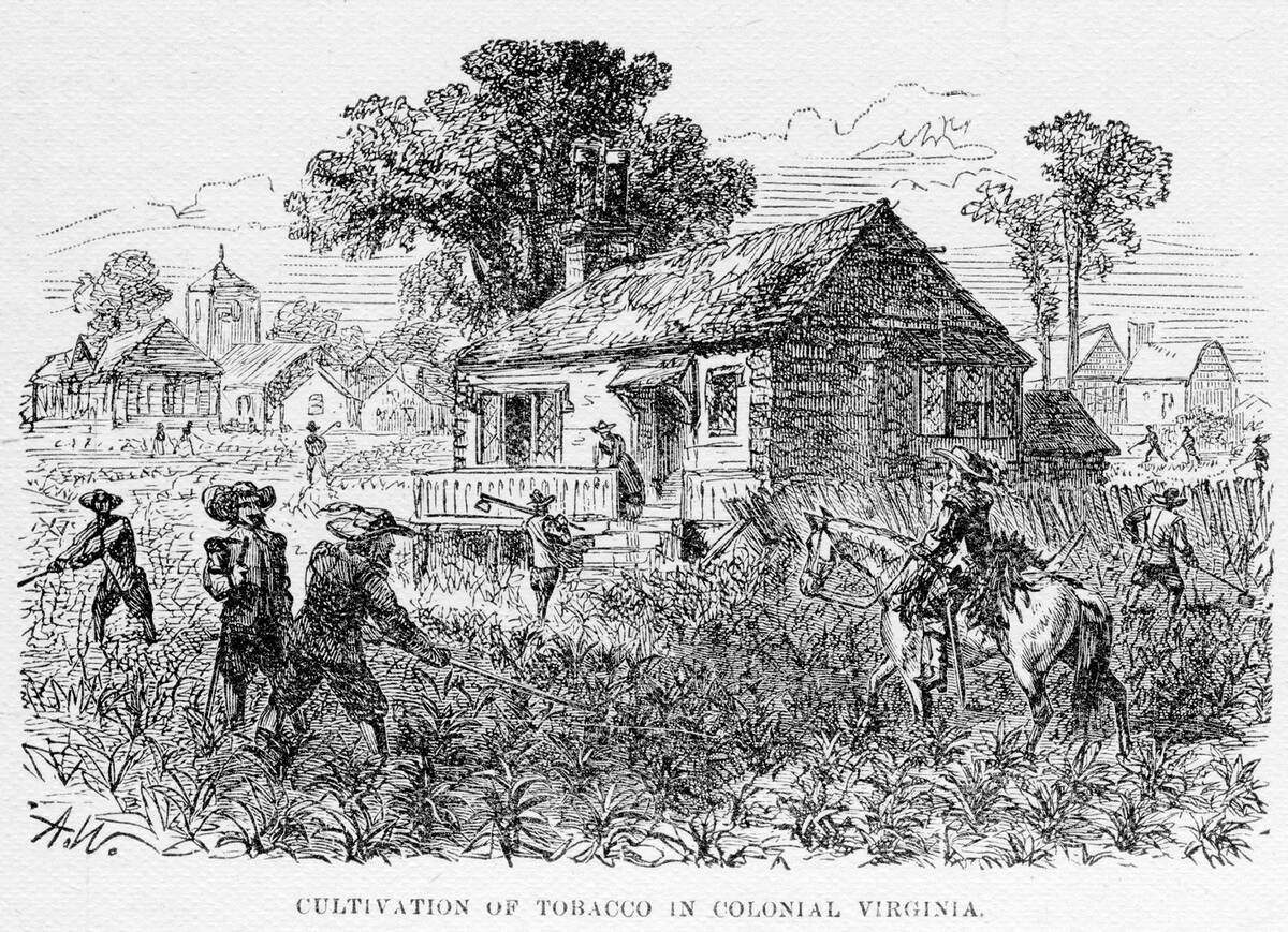 Tobacco Cultivation In Colonial Virginia