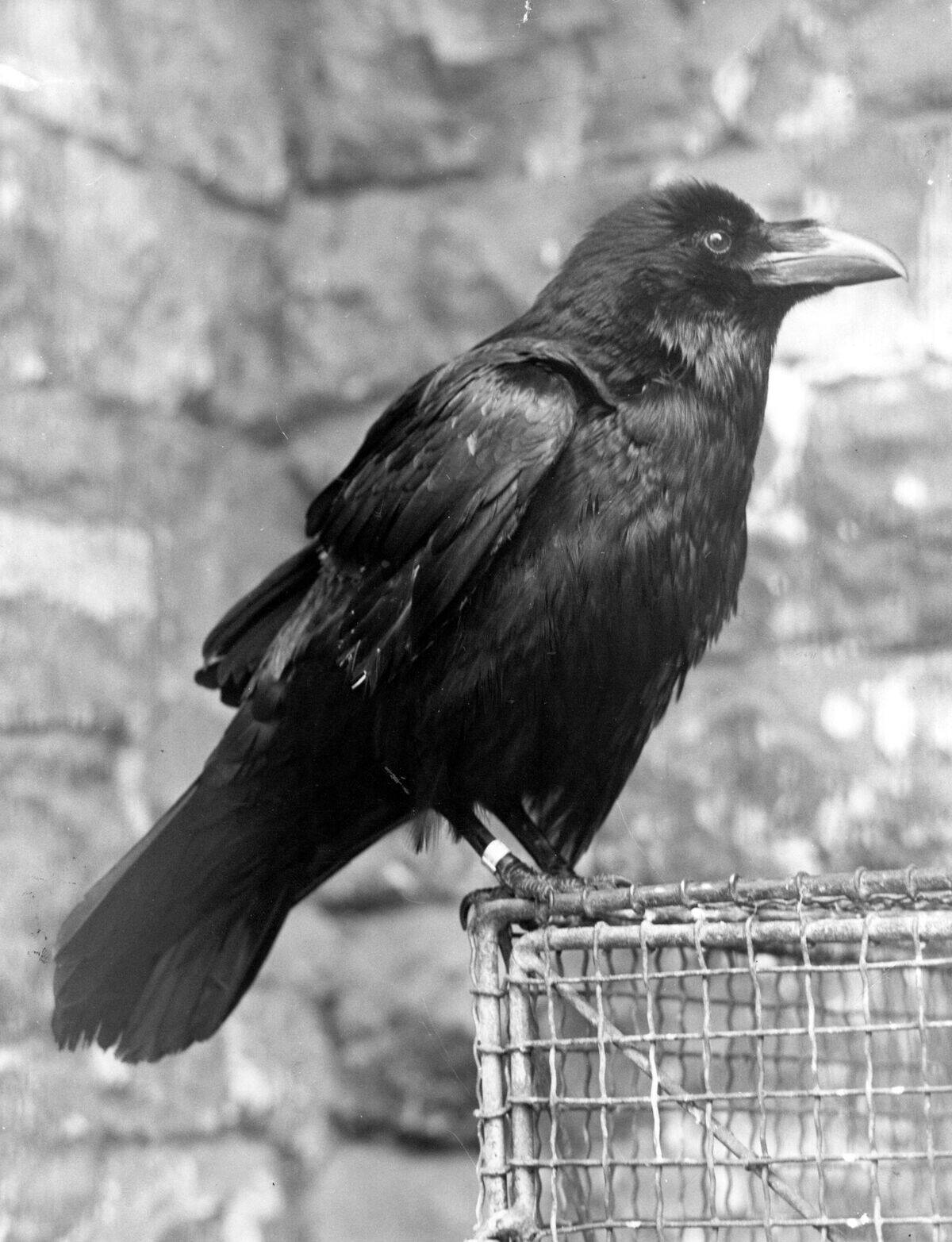 Tower Raven