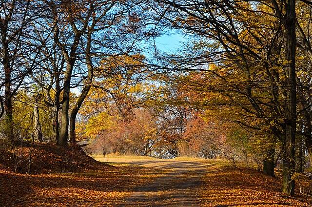 Hoia_toamna-Hoia_Forest_autumn_2012_ panoramio