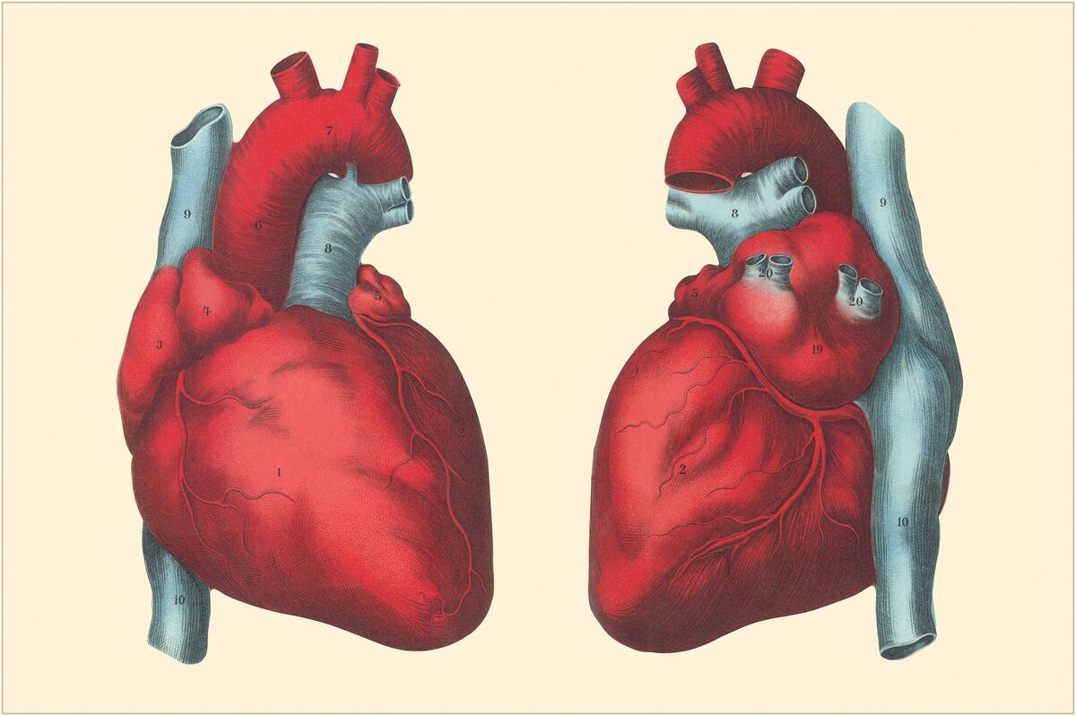 Anterior and Posterior Views of the Heart