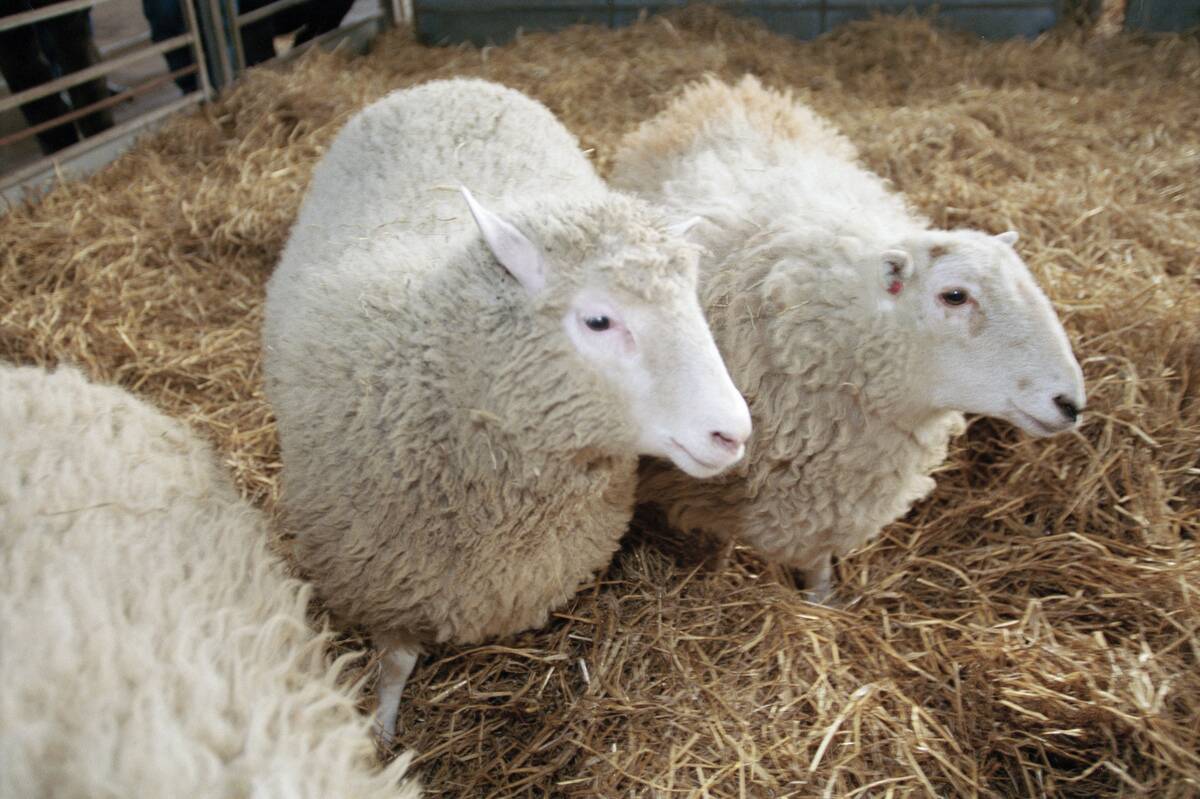 Dolly, la première brebis clônée