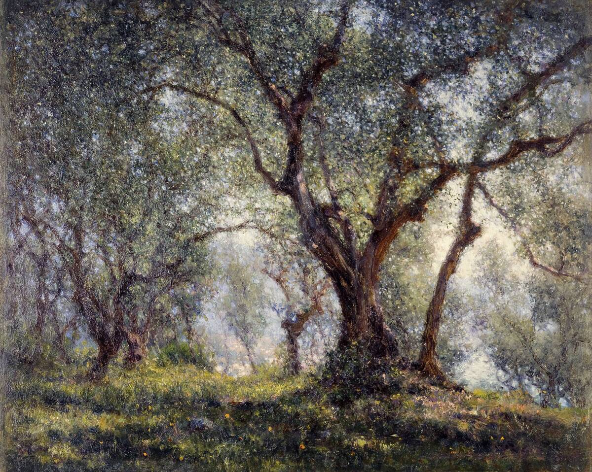 Olive Trees In Menton