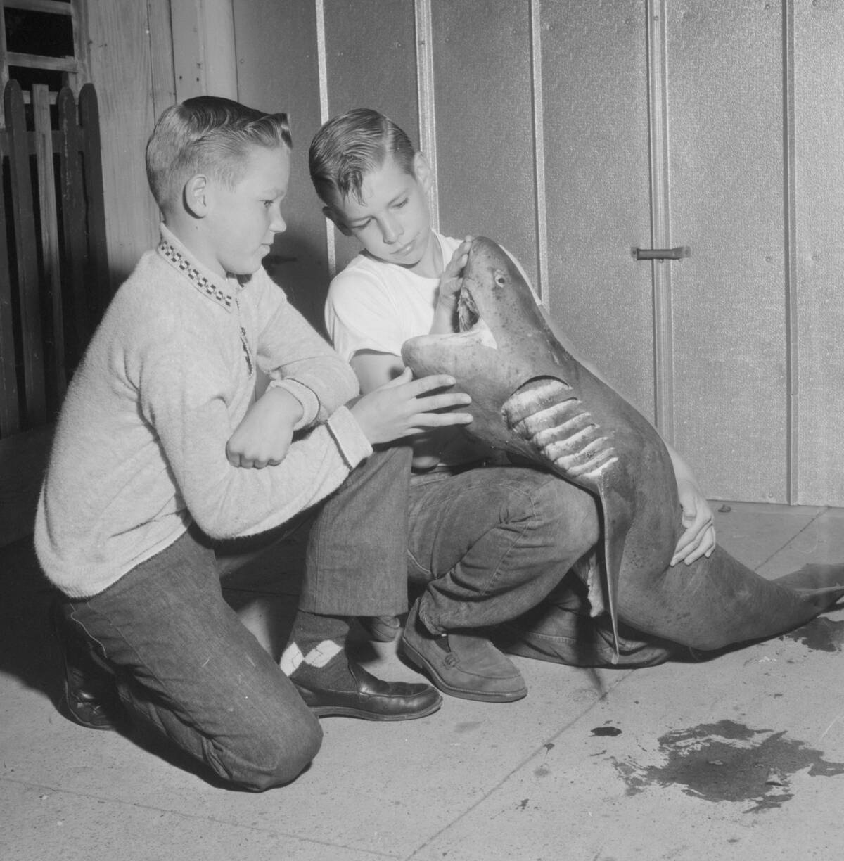 Young boys and a shark, ca. 1960.