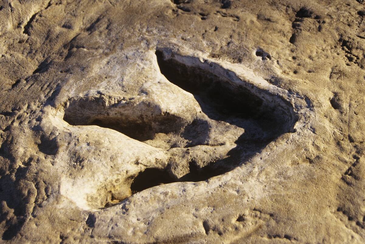 1990s DINOSAUR TRACK GLEN...