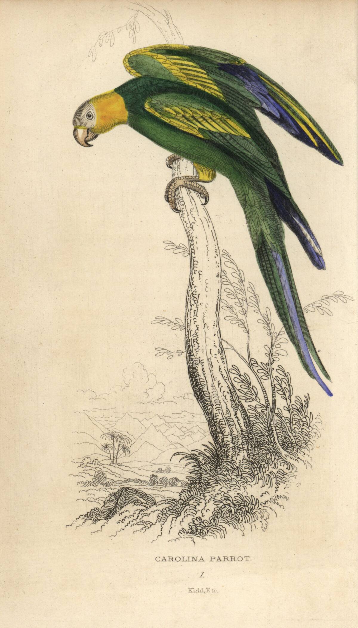 Carolina parakeet, Conuropsis carolinensis