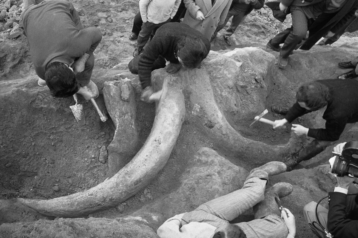 Excavators Uncovering Ancient Mammoth Remains