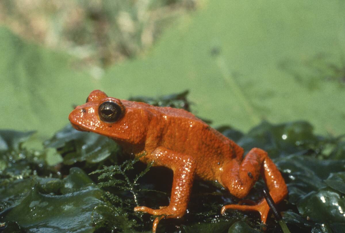 Golden toad sole habitat on Earth. Became extinct as predicted.
