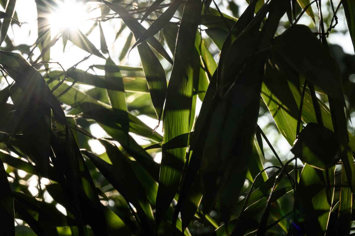 Kew Gardens Debuts New Carbon Garden