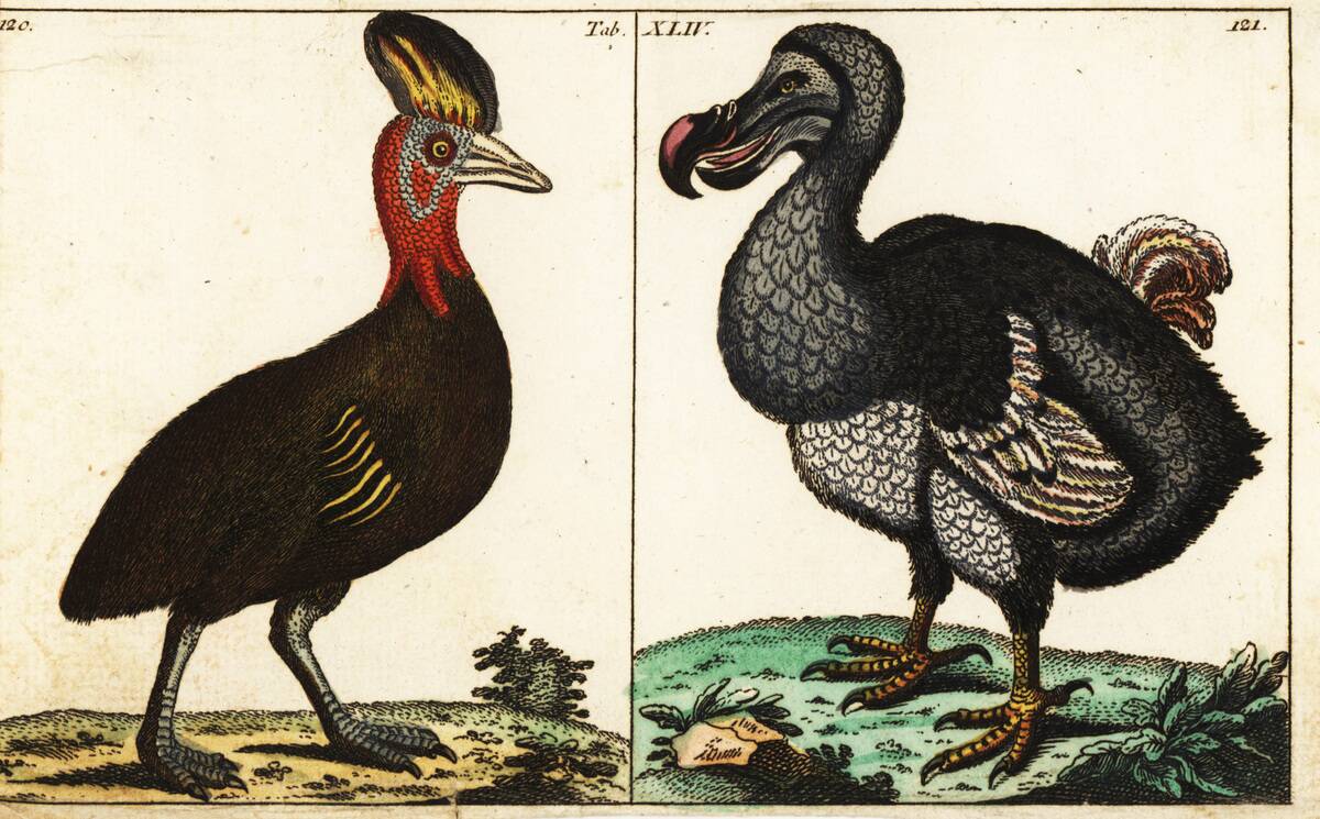 Northern cassowary and extinct dodo