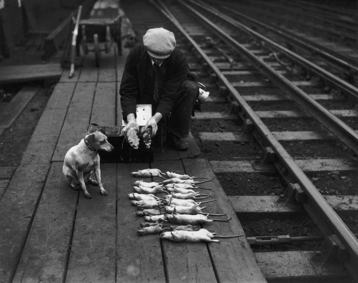Rat Catcher