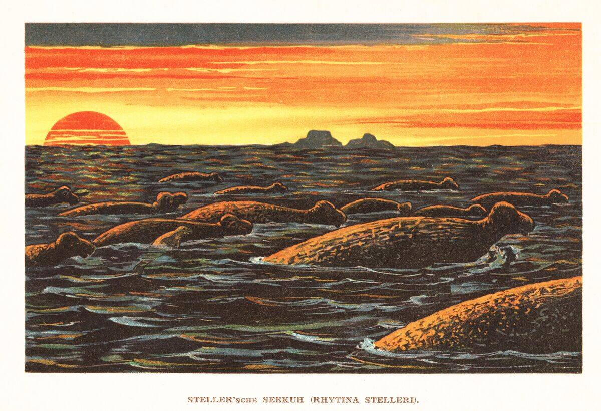 Steller's sea cow
