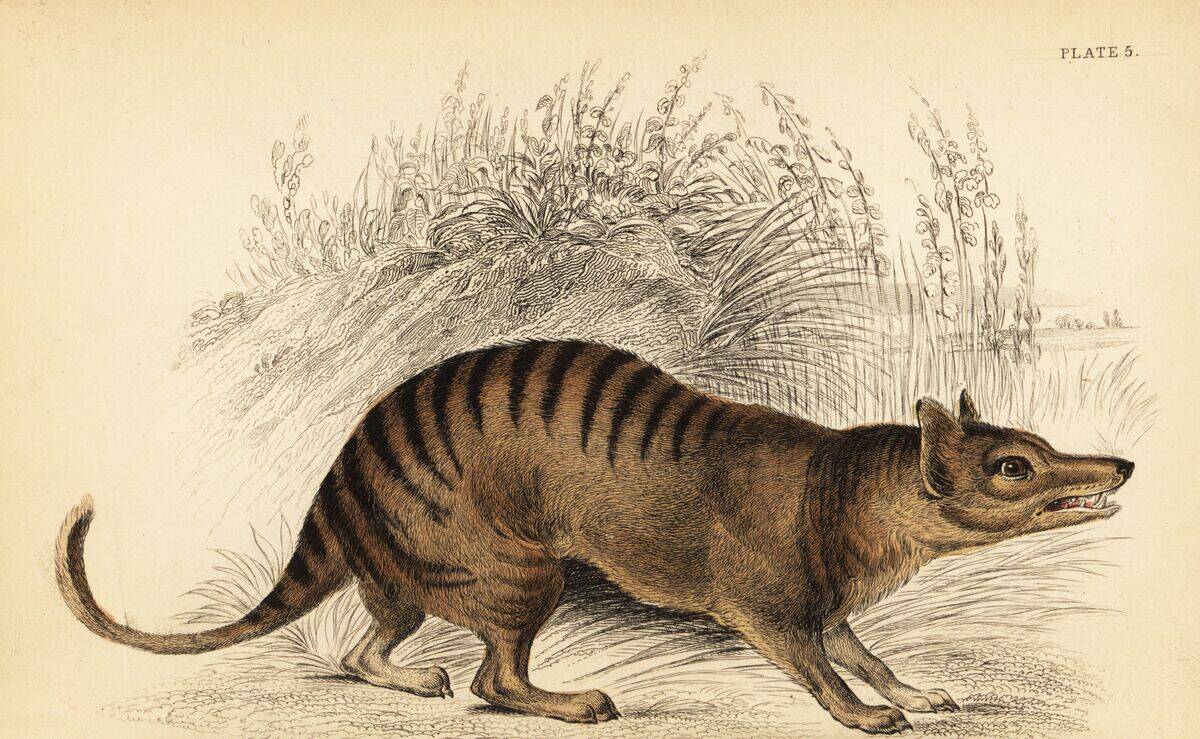 Tasmanian tiger or thylacine
