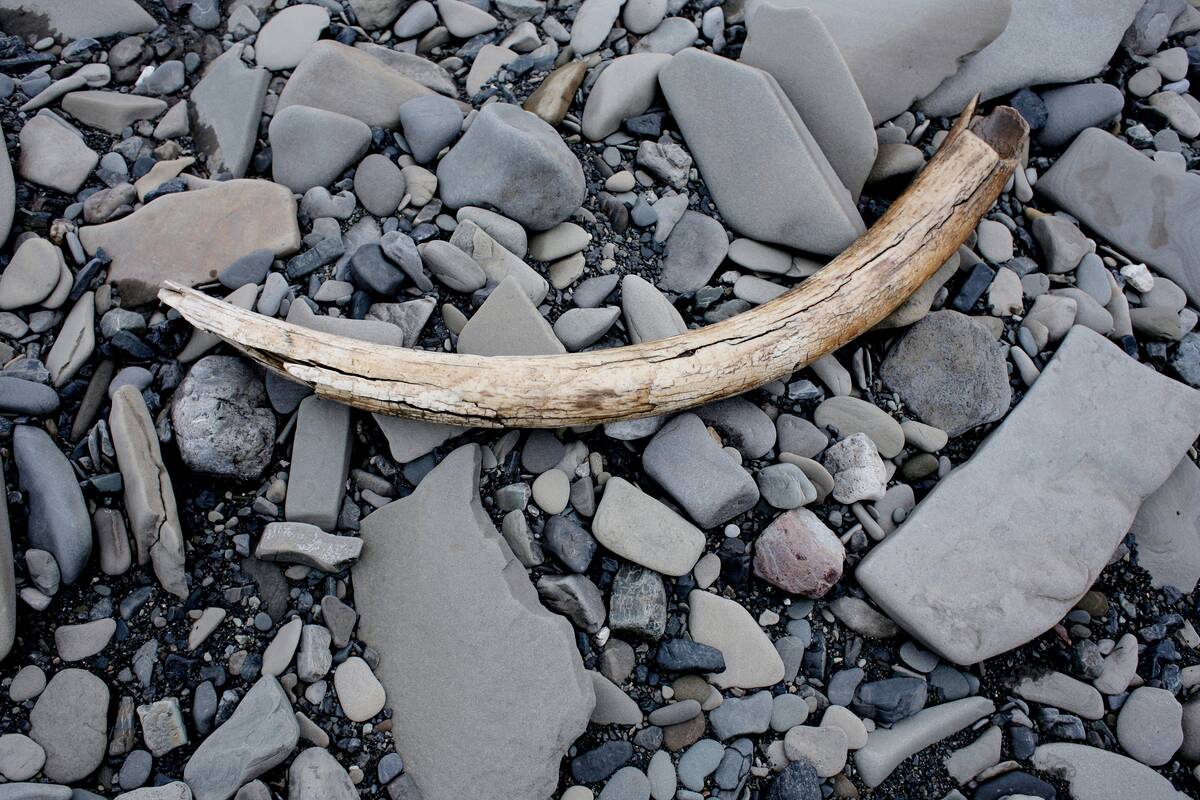 USA - National Petroleum Reserve - Ivory Tusk