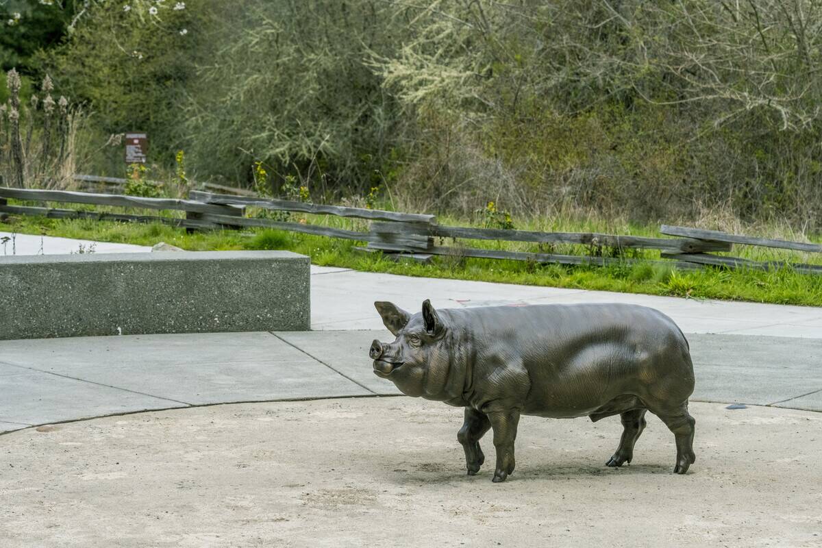 A statue of a pig at the American Camp (San Juan Island...