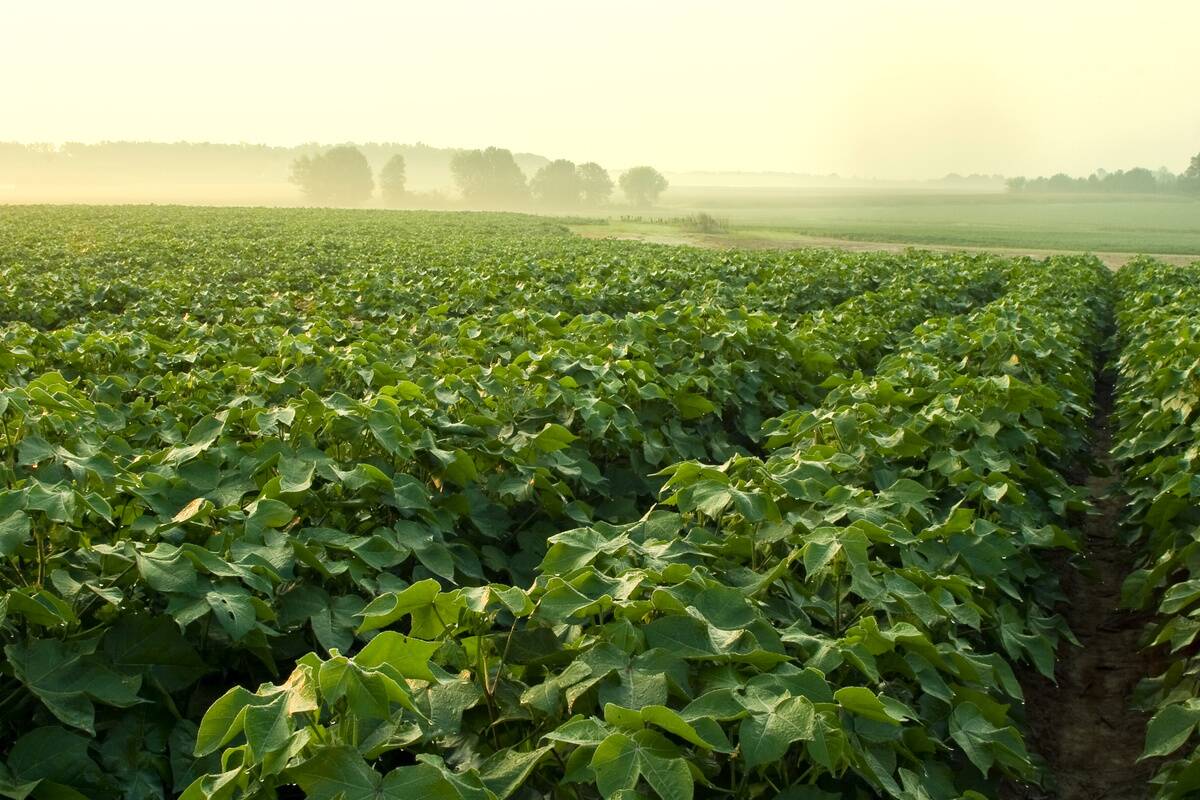 Agriculture