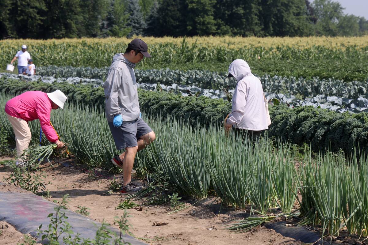 Agriculture In Markham