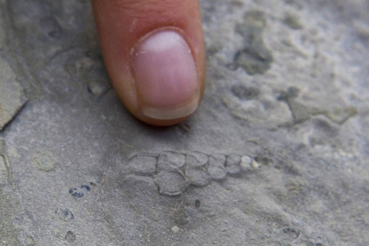 Ancient shell fossil, Beechy Island, Nunavut, Arctic Canada