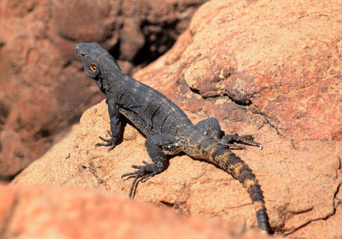 Arizona Scenics