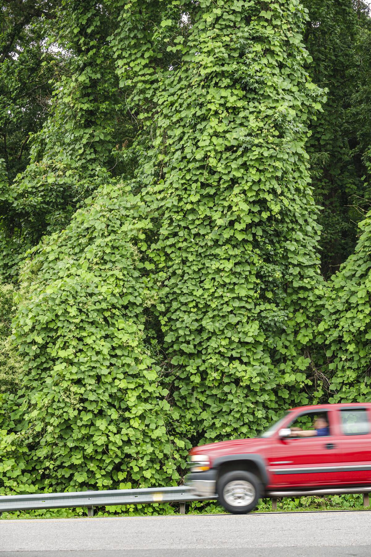 Belmont, North Carolina, kudzu, invasive species vine along highway