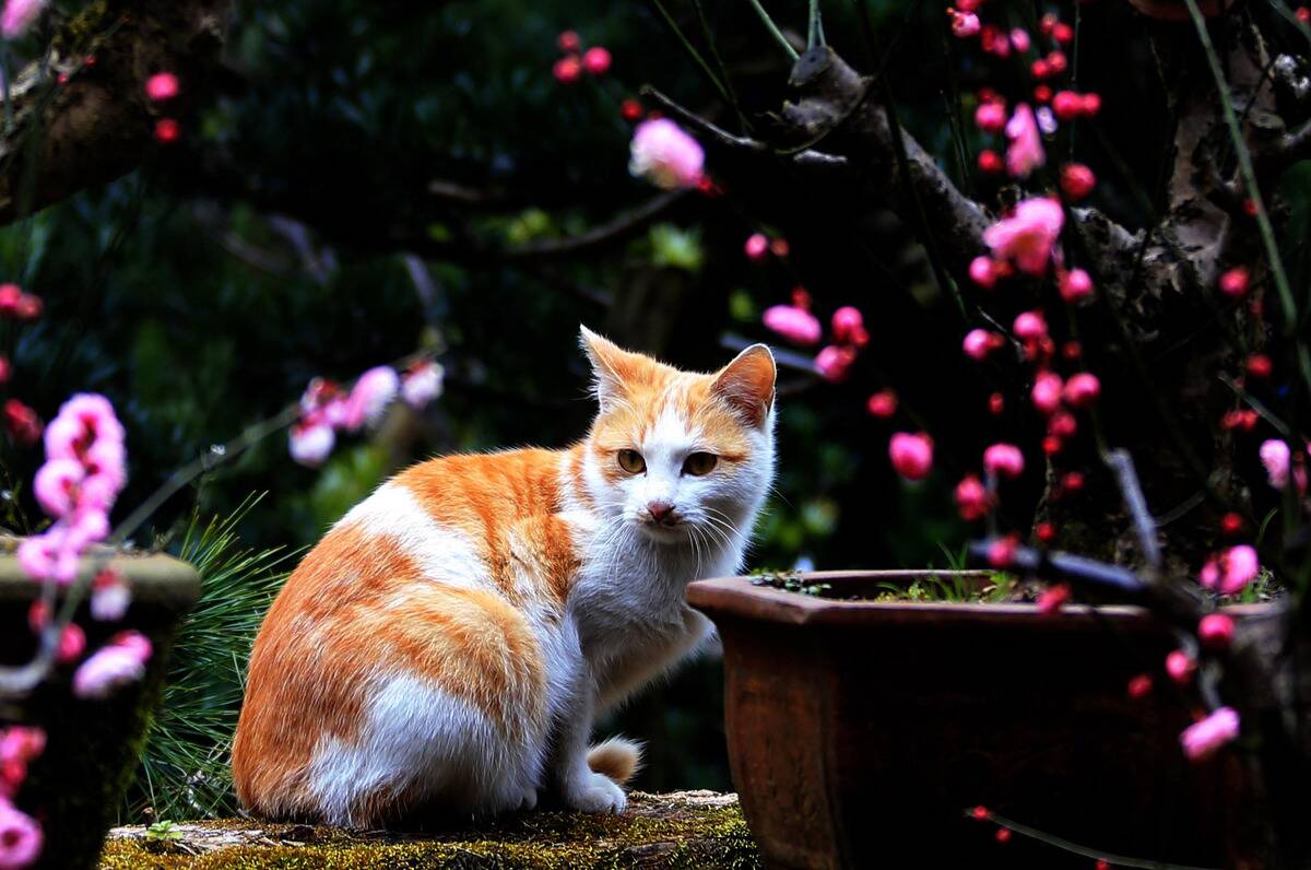 CHINA-SPRING-BLOSSOMS (CN)