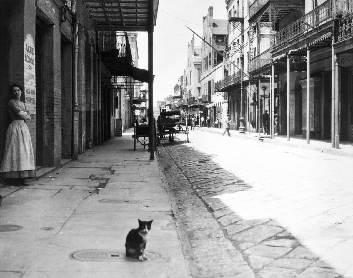 EARLY 1900s CAT SITTING...