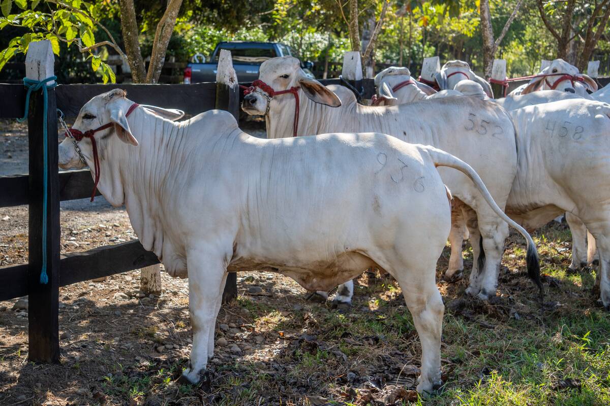Hermanos Motta PZA Farm. Livestock show cattle in Panama