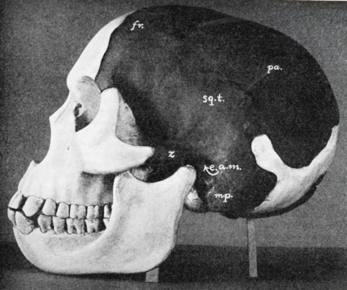 Model of the skull of Piltdown Man (Eanothropus dawsoni), 1914. Artist: Dr Smith Woodward