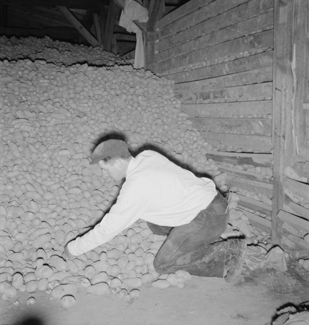 Potatoes In Storage Cellar At End Of Season