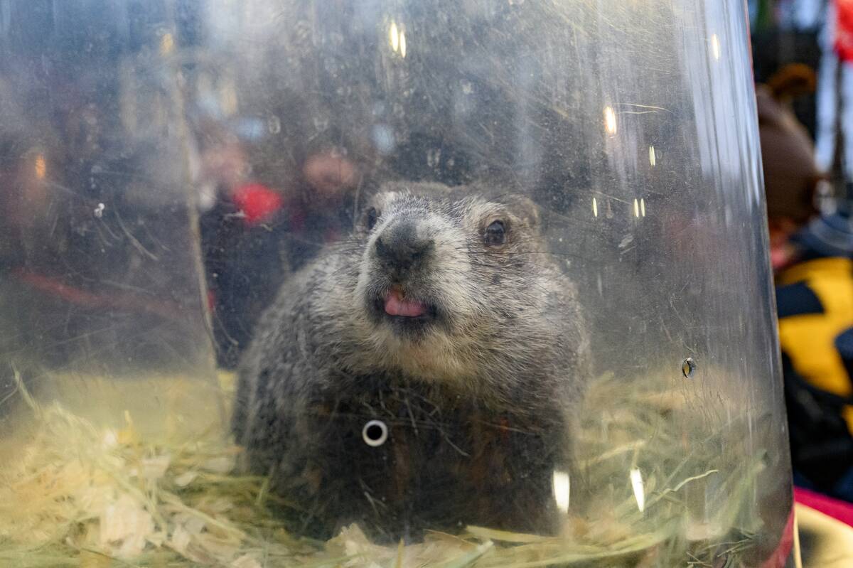 Punxsutawney Phil Shares Winter/Spring Prediction On Groundhog's Day