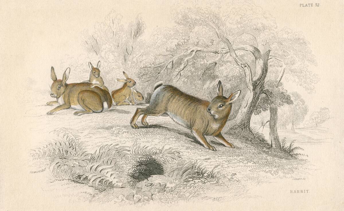 Rabbit (Oryctolagus cuniculus), 1828.