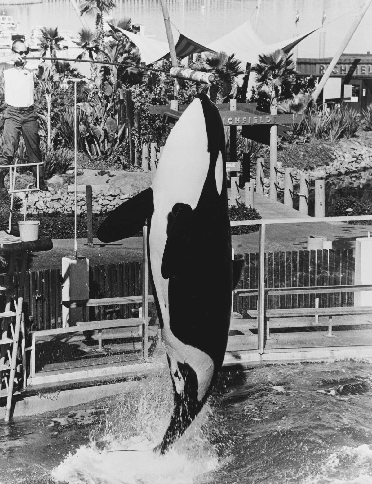 Shamu At Sea World