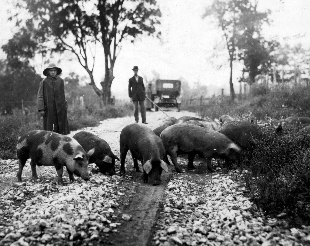 Taking Pigs To Market