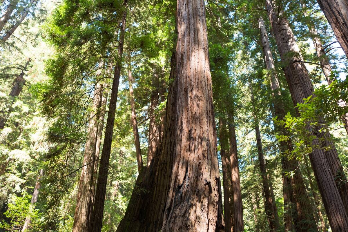 Tall Trees