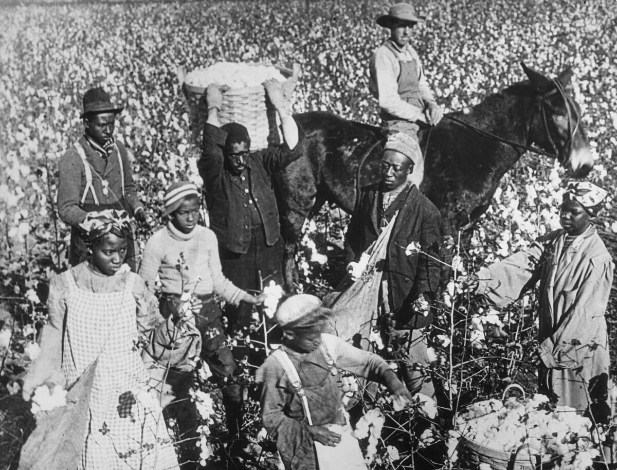 Texas Cotton Plantation