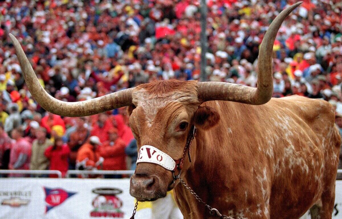 Texas Longhorns mascot Bevo attends the game