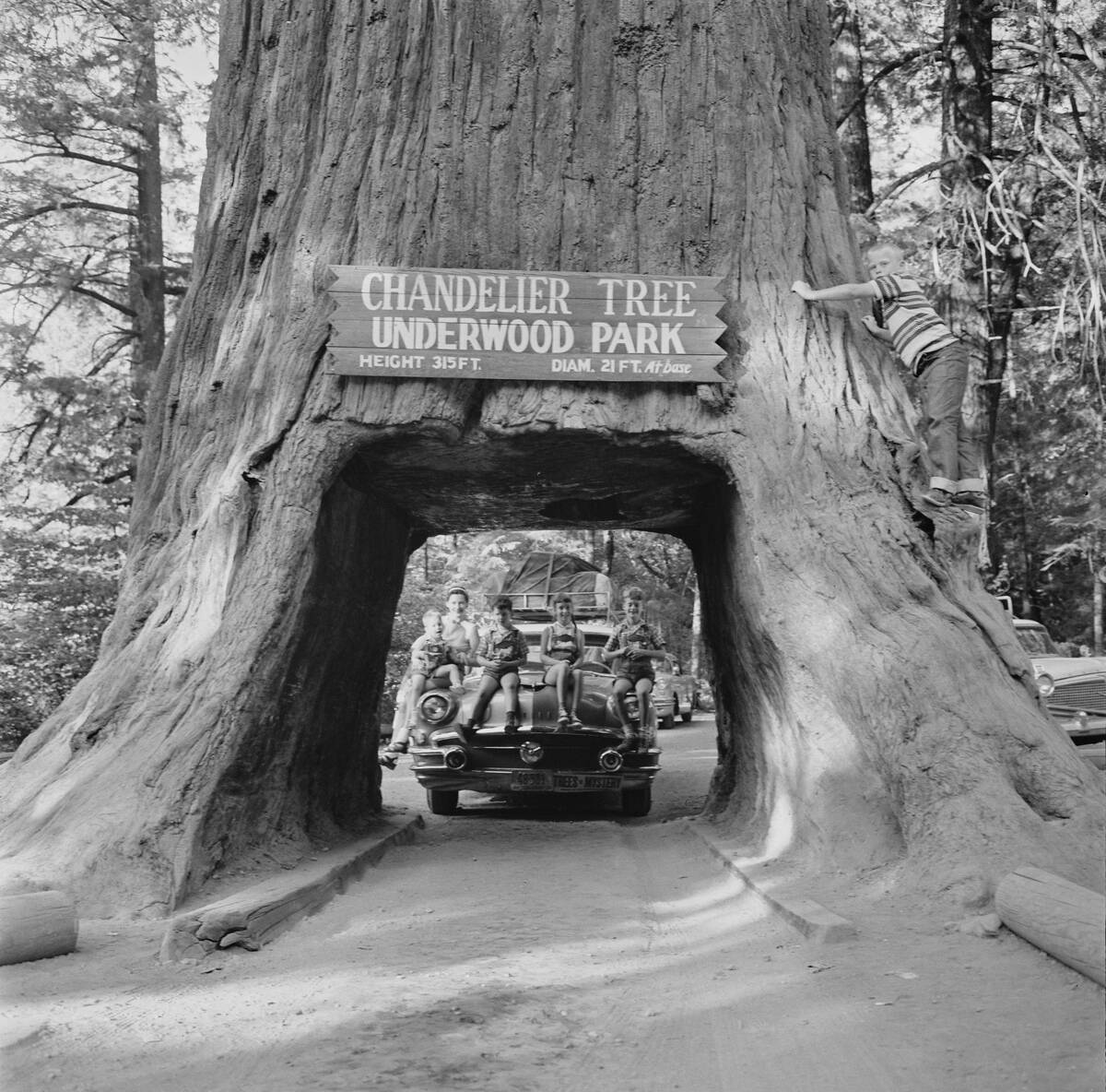 Tree Of Mystery
