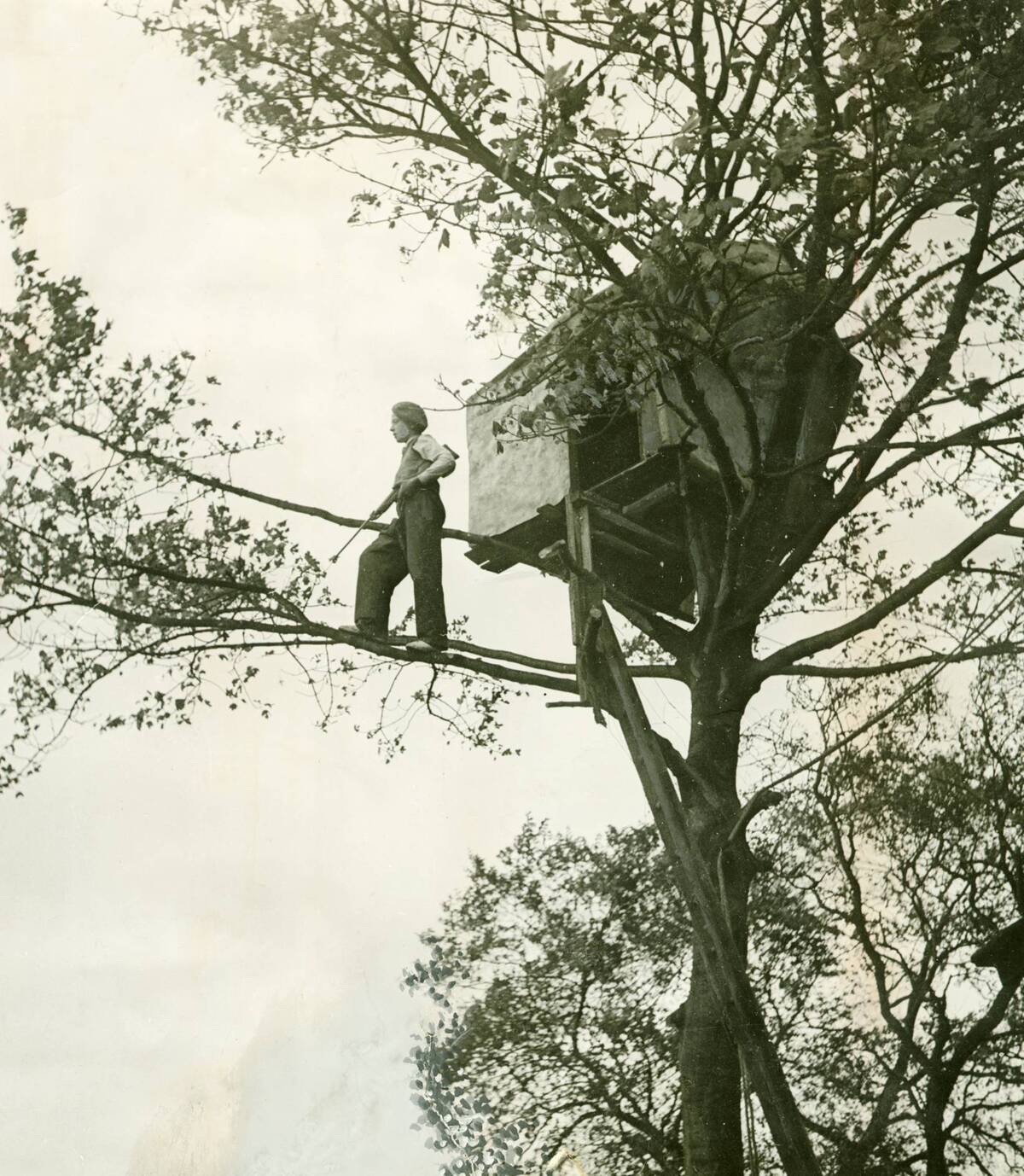 Treehouse - November 1948