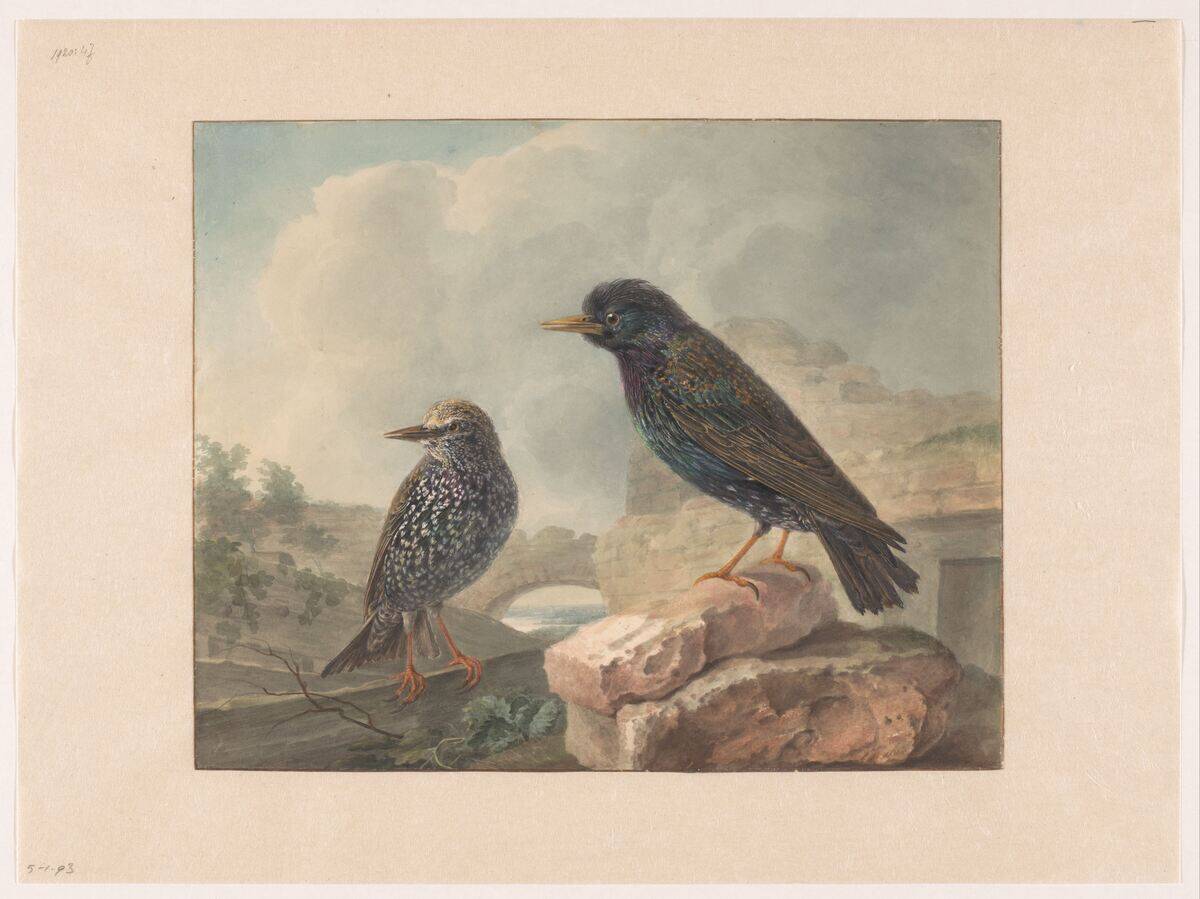 Two Starlings