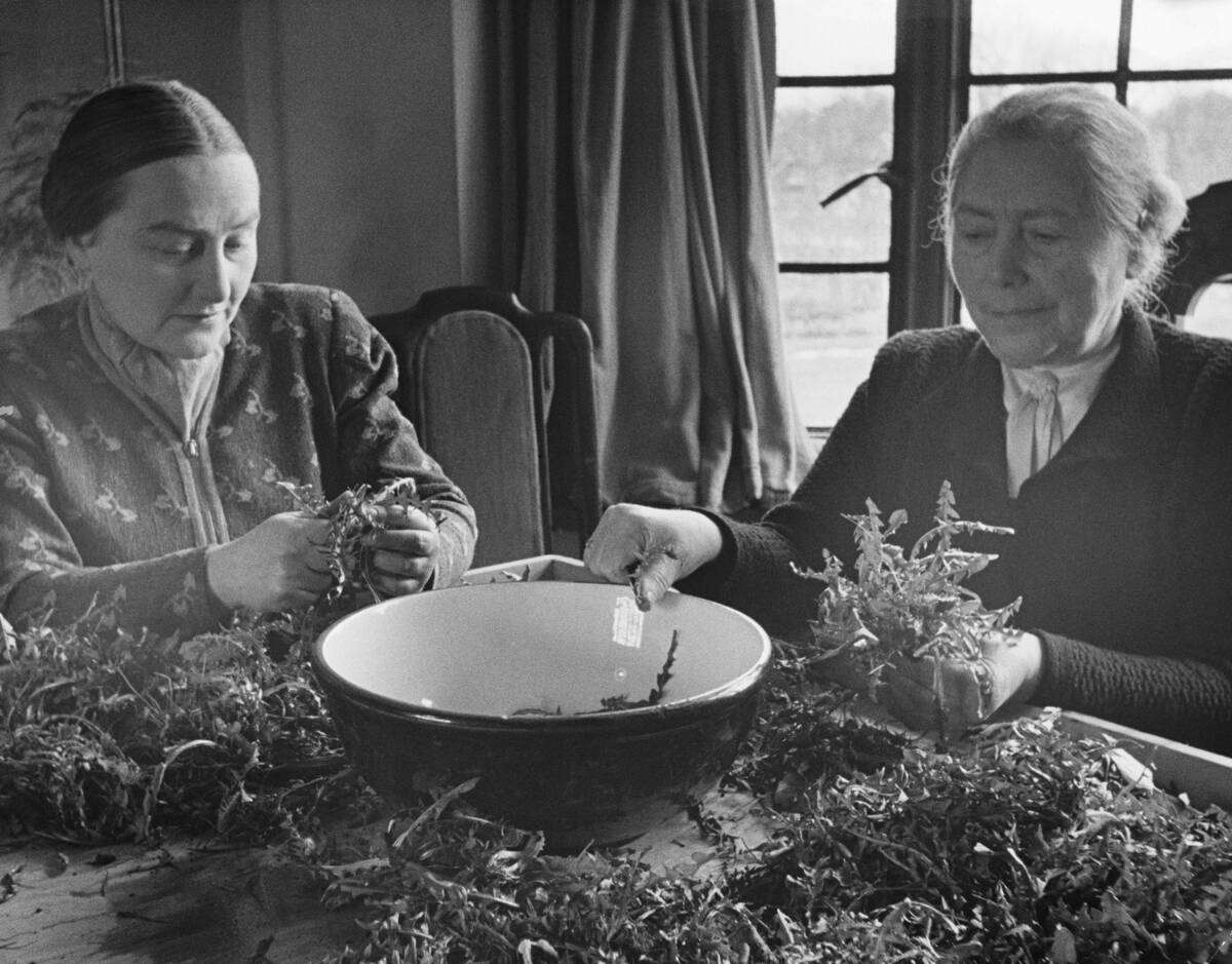 Women Make Dandelion Leaf Salad